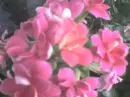 pink flower