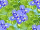 rosetile3
