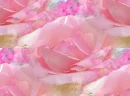 rosetile5