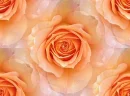 rosetile6