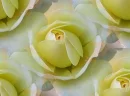 yellowtilebreathj