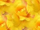 rosetile8