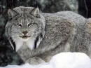 fuzzy kitty