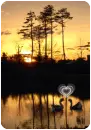 love on the lake