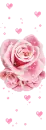 pink rose