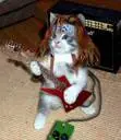 Rock cat