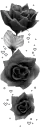 black roses