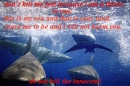 sharks
