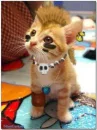 punker kitty