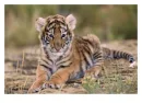 tigers