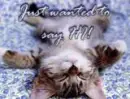 Cat says hi