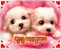 cute dogs