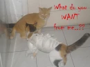 angry cats
