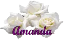 Amanda Roses