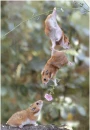 lovely hamster