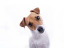 cute dog
