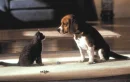AWWW FOGGY AND KITTY