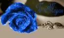Magan's Rose