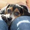 beagle.