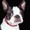 boston terrior