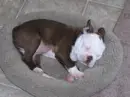 My aunts dog Duke