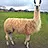 you know you want this Llama
