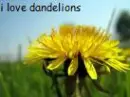 Dandelion