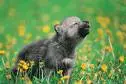 wolf pup