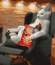 Lazy cat