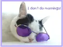 lol cat