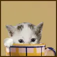 peek a boo