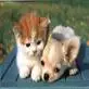 Puupy and Kitty luv