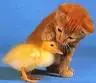 kitty peting duck