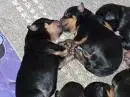 2 day year old puppys!
