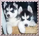 huskey pups