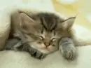 sleeping cat
