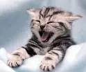 cat yawning