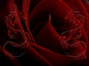 Rose Dragons