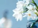 Flower!