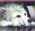 Wolf's Rain pup