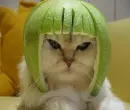 melon kitty ^_^