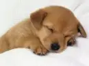 sweet