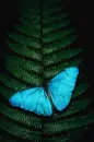 blue butterfly