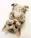 kitty