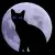 black cat