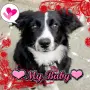 dog love