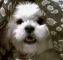 Cute puppy