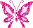 Pink Butterfly