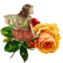 Fairy-rose