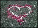 Rosen Herz ~